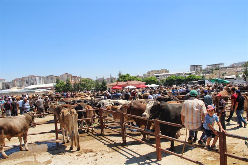 Nevşehir Hayvan Pazarında Şap Alarmı